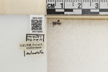 Media type: image;   Entomology 773044 Aspect: Labels
